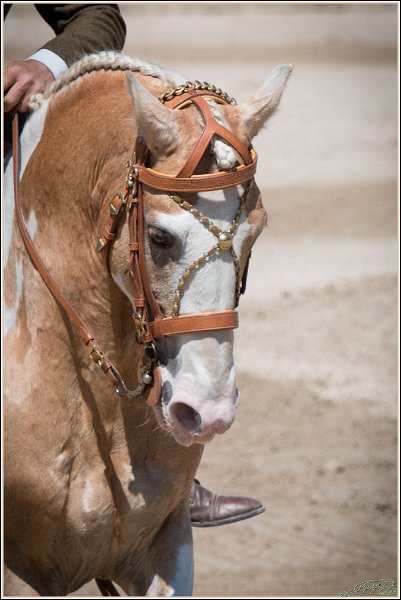 Pferd International 134